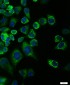 phospho-NRP1 (Thr916) Rabbit pAb